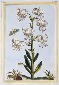 Le Martagan Blanc, pub. 1776. de Pierre Joseph Buchoz