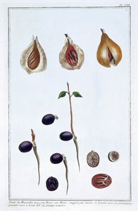 paisagem de Pierre Joseph Buchoz