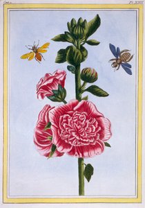 Passerose Hollyhock, pub. 1776. de Pierre Joseph Buchoz