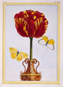 Tulipa 