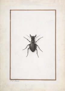Um Besouro, . de Pierre Joseph Redouté