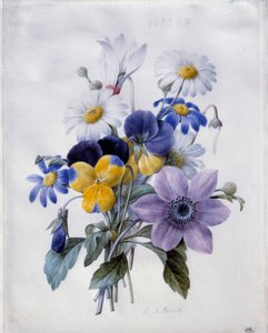 Um buquê de flores: clematite, pensamento, margaridas e cíclames. Aguarela de Pierre Joseph Redoute (1759-1840) Sol do século XIX. 0,19x0,18 m. Paris, Museu do Louvre. de Pierre Joseph Redouté