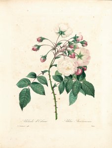 Adelaide d&39;Orléans Rose, gravada por Victor, de "Escolhendo as Flores Mais Bonitas e as Mais Belas Frutas", vol. Eu, 1827-33