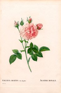 Agathe Royale rose, Rosa gallica variedade. Gravura em chapa de cobre colorida à mão de "Les Roses", de Pierre Joseph Redoute, Paris de Pierre Joseph Redouté