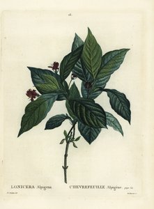 Madressilva alpina, Lonicera alpigena. Gravura de estilete colorida à mão por Du Ruisseau após uma ilustração de Pierre-Joseph Redoute, de Henri Louis Duhamel du Moncel