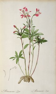 Alstraemeria Ligtu, de "Les Liliacees" de Pierre Redoute, 8 volumes, publicada em 1805-16, (gravura colorida) de Pierre Joseph Redouté