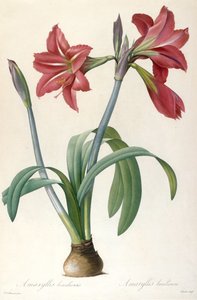 Amaryllis brasiliensis Amarílis brasileira. de Pierre Joseph Redouté