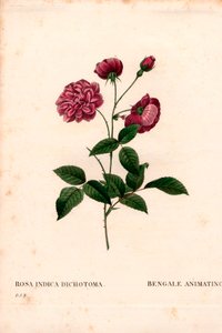 Animando a rosa da China, Rosa chinensis híbrido, O Bengala animando. Gravura em chapa de cobre colorida à mão, de Pierre Joseph Redoute, "Les Roses", Paris de Pierre Joseph Redouté