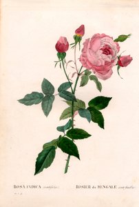 Rosa Bengala 100 folhas, Rosa chinensis variedade, Rosa Bengala (cem folhas). Gravura em chapa de cobre colorida à mão, de Pierre Joseph Redoute, "Les Roses", Paris de Pierre Joseph Redouté