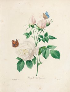 Hymen de chá de Bengala, gravado por Victor, de &39;Escolha das mais belas flores e frutas mais bonitas&39;, vol. Eu, 1827-33