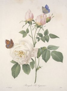 Chá Hymen de Bengala, da Escolha das Flores Mais Bonitas e das Mais Belas Frutas, 1827 (gravura colorida à mão)