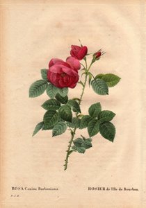 Tábua Botânica, Flower, Rose Variete: Rosa Rosa da Ilha Bourbon (Rosa canina burbonia). Cultivada em 1821 nos jardins de Neuilly, França, por Monsieur Jacques com sementes da ilha de Bourbon. Em "Les Roses", Volume 2 de Pierre Joseph Redoute (1759-184 de Pierre Joseph Redouté