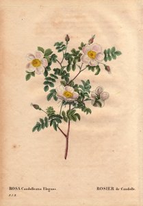 Tábua Botânica, Flower, Rose Variete: De Candolle