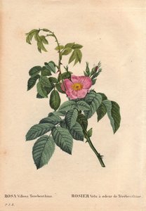 Tábua Botânica, Flower, Rose Variete: Rosa Cabeluda tem o cheiro de Terebenthine (Rosa Villosa Terebenthina). Em "Les Roses", Volume 2 de Pierre Joseph Redoute (1759-1840) de Pierre Joseph Redouté