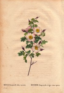 Tábua Botânica, Flower, Rose Variete: Rosa Pimprenelle com caules sem espinhos (Rosa pimpinelli folia inermis). Em "Les Roses", Volume 2 de Pierre Joseph Redoute (1759-1840) de Pierre Joseph Redouté