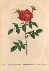 Tábua Botânica, Flower, Rose Variete: Provin Rose com floração de Stapelia (flora Rosa Gallica Stapeliae), provavelmente espécies extirpadas. Em "Les Roses", Volume 2 de Pierre Joseph Redoute (1759-1840) de Pierre Joseph Redouté