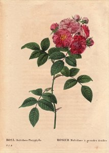 Tábua Botânica, Flower, Rose Variete: Rosa multiflora com folhas grandes (Rosa multiflora platyphylla) cultiva uma semente artirada introduzida na Bretanha antes de 1817. Em "Les Roses", Volume 2 de Pierre Joseph Redoute (1759-1840) de Pierre Joseph Redouté