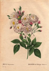 Tábua Botânica, Flower, Rose Variete: Rosa de Philippe avelã (Rosa noisettiana). Espécie híbrida de rosa moschata chinensis cultivada nos Estados Unidos por John Champney e introduzida na França por Philippe Noisette em 1814. Em "Les Roses", Volume 2 por de Pierre Joseph Redouté