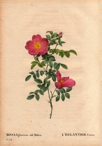 Tábua Botânica, Flower, Rose Variete: O repertório do Eglantier de Cereja (Rosa eglanteria sub rubra) nas estufas de Monsieur Vilmorin, cerca de 1820 e obtido pelas sementes da rosa foetida amarela. Em "Les Roses", Volume 2, de Pierre Joseph Redoute de Pierre Joseph Redouté