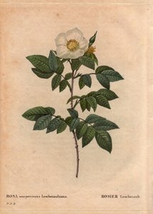 Tábua Botânica, Flower, Rose Variete: A rosa Leschenault (Rosa sempervirens Leschenaultiana). Descoberto por Monsieur Leschenault no Nilgiri (ou Nilagiri ou Nilgiris) também chamado Blue Mountains of India. Na região de Tamil Nadu, antes de 1824. Em "L de Pierre Joseph Redouté