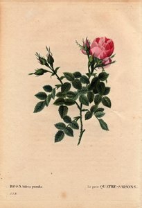 Tábua Botânica, Flower, Rose Variete: The Little Four Seasons (Quatro Estações). Em latim: Rosa bifera pumila, cultivada por Monsieur Noel, Paris, França, antes de 1824. Em "Les Roses", Volume 2, de Pierre Joseph Redoute (1759-1840) de Pierre Joseph Redouté