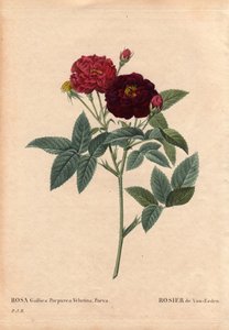 Tábua Botânica, Flower, Rose Variete: Van Eeden Rose (Rosa Gallica Purpurea Velutina Parva). Cultivada na Holanda por Van Eeden antes de 1810. Em "Les Roses", Volume 2 de Pierre Joseph Redoute (1759-1840) de Pierre Joseph Redouté