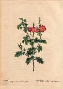 Tábua Botânica, Flower, Rose Variete: Rosa rubiginosa muito espinhosa (Rosa rubiginosa aculeatissima). Obtida por sementes e empanada pela Du Pont por volta de 1810. Em "Les Roses", Volume 2, de Pierre Joseph Redoute (1759-1840) de Pierre Joseph Redouté