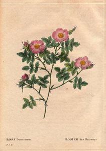 Tábua Botânica, Flower, Rose Variety: Rosa da Sarça (Rosa dumetorum). Da família das rosas caninas da Europa e da Ásia, descobertas antes de 1821. Em "Les Roses", Volume 2, de Pierre Joseph Redoute (1759-1840) de Pierre Joseph Redouté