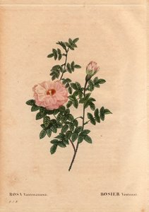Tábua Botânica, Flower, Rose Variety: Rose Ventenat. (Rosa ventenatiana), origem desconhecida. Em "Les Roses", Volume 2, de Pierre Joseph Redoute (1759-1840) de Pierre Joseph Redouté