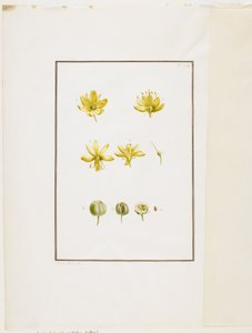 Dissecção Botânica: Asfódelo Amarelo (Asphodelus lutea), c.1778-90 (wc e grafite sobre papel) de Pierre Joseph Redouté