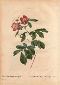 Placa Botânica, Flor, Variete Rosa: Rosa dos Alpes com flores de variegato (flora rosa alpina variegato). Introduzida em França por volta de 1813 de Poilpre. Em "Les Roses", Volume 2 de Pierre Joseph Redoute (1759-1840) de Pierre Joseph Redouté