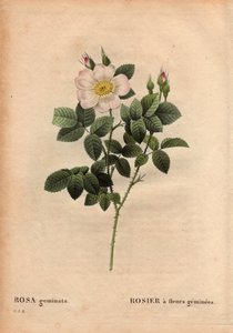 Placa Botânica, Flor, Variedade Rosa: Rose de flor de estômago. (Rosa geminata). Descoberto pelo Professor Rau, perto de Wurzburg, Alemanha, antes de 1820. Em "Les Roses", Volume 2 de Pierre Joseph Redoute (1759-1840) de Pierre Joseph Redouté
