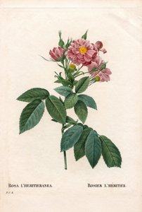 Boursault rose, Rosa l