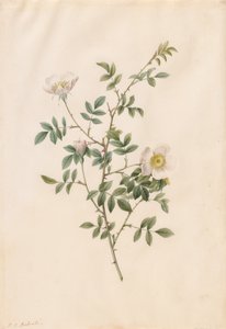 Brier Bush Rose ou Dog Rose (Rosa Sepium Rosea) de Pierre Joseph Redouté