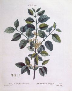 Buckthorn (Rhamnus catharticus), Henry Louis Duhamel du Monceau, placa botânica de Pierre Joseph Redouté de Pierre Joseph Redouté