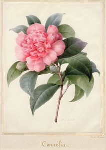 Camelia (aquarela com ouro sobre velino) de Pierre Joseph Redouté