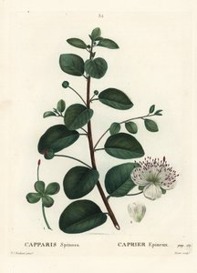 Caper bush, Capparis spinosa. Gravura de um estilete colorido por Moret após uma ilustração de Pierre-Joseph Redoute, de Henri Louis Duhamel du Moncel