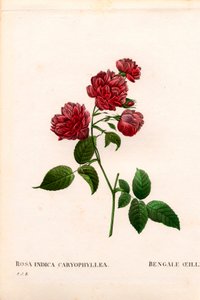 Cravinho China rosa, Rosa chinensis variedade, O cravo Bengala cravo. Gravura em chapa de cobre colorida à mão, de Pierre Joseph Redoute, "Les Roses", Paris de Pierre Joseph Redouté