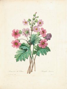 Prímula chinesa, gravada por Bessin, de &39;Escolha das mais belas flores e frutas mais bonitas&39;, vol. II, 1827-33
