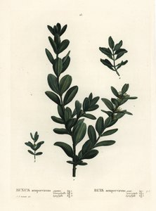 Caixa comum, caixa europeia ou boxwood, Buxus sempervirens (gigantea, heterophylla e leptophylla). Gravura de um estilete colorido à mão depois de uma ilustração de Pierre-Joseph Redoute, de Henri Louis Duhamel du Monceau