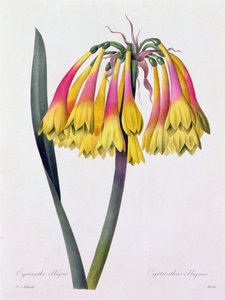 Cyrtanthus Obliquus (gravura colorida) de Pierre Joseph Redouté