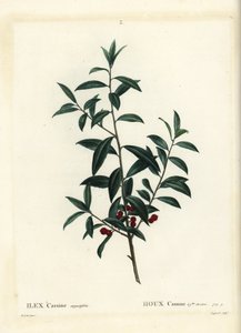 Dahoon holly ou cassina, Ilex cassine. Gravura de agulha colorida por Coqueret depois de uma ilustração de Pierre-Joseph Redoute de Henri Louis Duhamel du Moncel