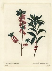 Daphne ou mezereon, Daphne mezereum. Gravação de um estilete colorido por Troll após uma ilustração de Pierre-Joseph Redoute, de Henri Louis Duhamel du Moncel