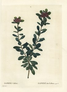 Daphne sericea (Daphne collina). Gravação de um estilete colorido à mão por Pierre-Joseph Redoute de Henri Louis Duhamel du Monceau