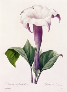 Dature Laevis (gravura colorida) de Pierre Joseph Redouté