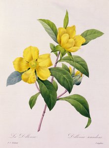 Dillenia Scandens (gravura colorida) de Pierre Joseph Redouté