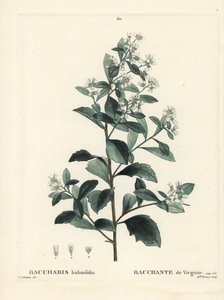 Baccharis oriental, moita, murta do mar ou salsicha, Baccharis halimifolia. Gravura de agulha colorida por Miss Brenet depois de uma ilustração de Pierre-Joseph Redoute de Henri Louis Duhamel du Moncel