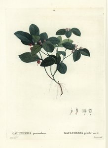 Oriental teaberry, checkerberry ou boxberry, Gaultheria procumbens. Gravura de agulha colorida por Tassaert após uma ilustração de Pierre-Joseph Redoute de Henri Louis Duhamel du Moncel