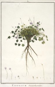 chamaedryoides Daisy, de Geraniologia, ou horas, PELARGONII, ícones história Monsoniae grielum para ilustrar, 1787-88 (gravura mão-colorida) de Pierre Joseph Redouté