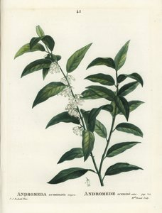 Fetterbush, Andromeda acuminata. Gravura de ponto colorido por Miss Brenet depois de uma ilustração de Pierre-Joseph Redoute de Henri Louis Duhamel du Moncel